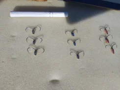 ������ ������. ����