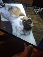 �����. ����