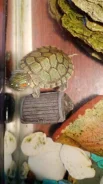 ���������� ��������. ����