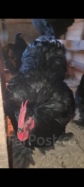 ����. ����