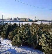 ���� �����. ����