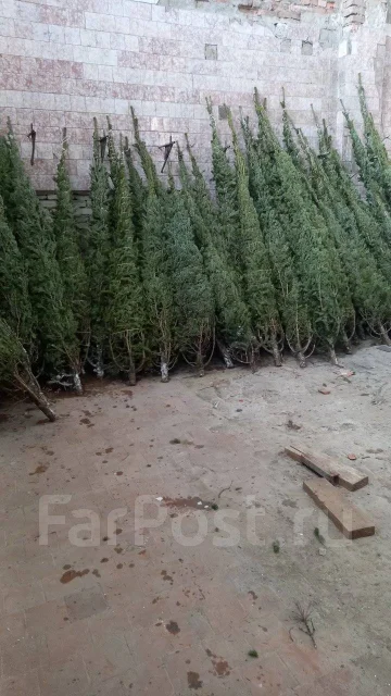 ���� �����. ����