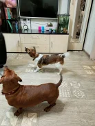 ����� �����. ����