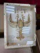 ������ ���� ��� ������� ����