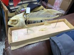 ������ ��������� ���� 3000 ��� ����