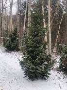 ���� �����. ����