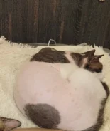 �����. ����