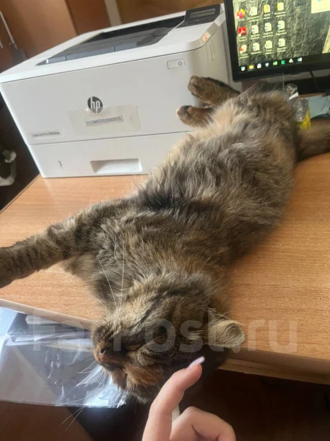�����. ����