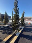 ���� �����. ����