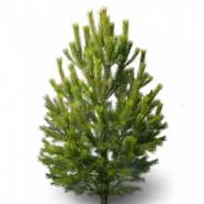 ���� �����. ����