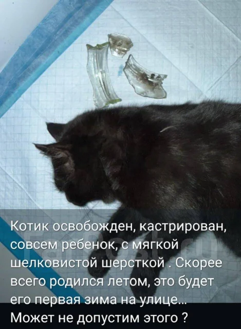�����. ����