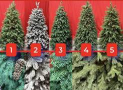 ���� �������������. ����