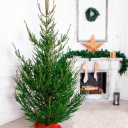 ���� �����. ����