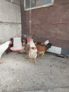 ����. ����