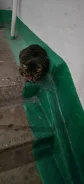 �����. ����