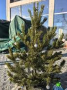 ���� �����. ����