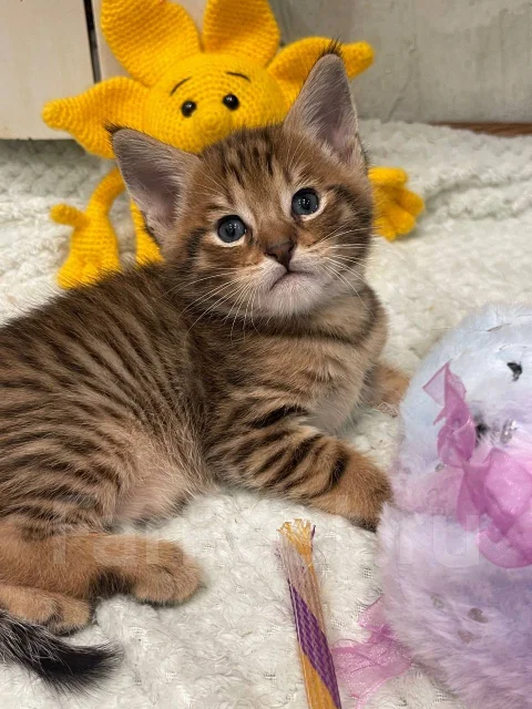 �����. ����