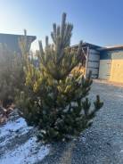 ���� �����. ����