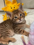 �����. ����