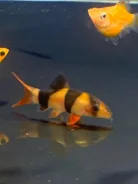 ����� �����. ����