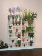 �����. ����