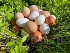 ������������. ��� ������ �.�. ����� ������������ (���. ���������) 60� ����