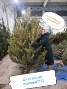 ���� �����. ����