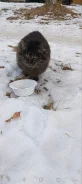 �����. ����