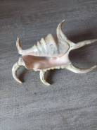 ��������, �������. ����