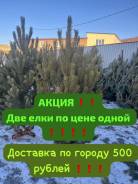 ���� �����. ����