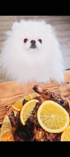 ����. ����