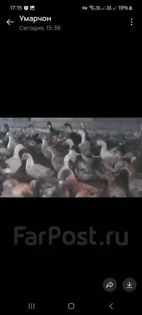 ����. ����
