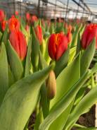 ��������. ��� ����� �� ������������ ����