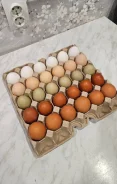 ����. ����