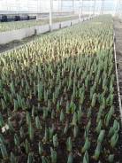 ��������. ��� ����� �� ������ ����