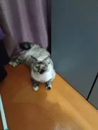 �����. ����