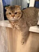 ����������� ��������� �����. ����