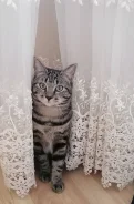 �����. ����