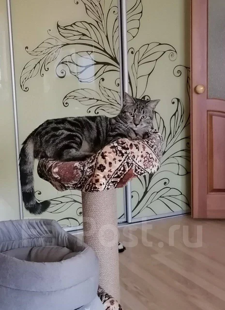 �����. ����
