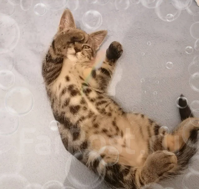 �����. ����