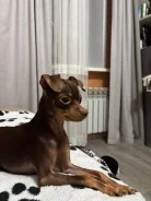 ����������� ������������ �������. ����