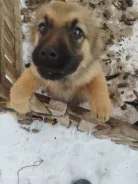 ����� ����