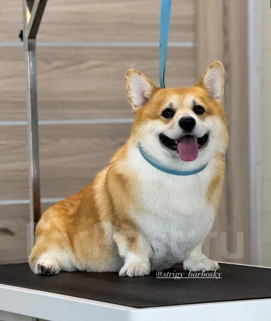 �������. ����