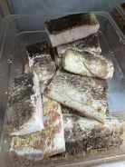 ����. ����