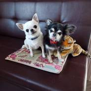 ��������-�����������. �� ��������� �.�. ����� ������ 40 ����