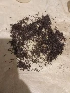 �������� �������� ���� ����