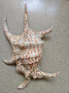 ��������, �������. ����