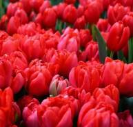 ��������. ����