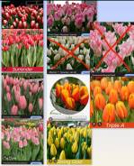 ��������. ����