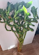 ������. ����